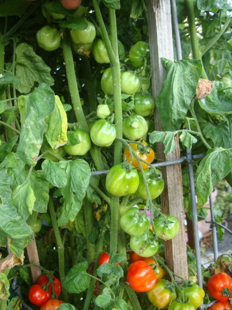  photo DSC05156Copy.jpg